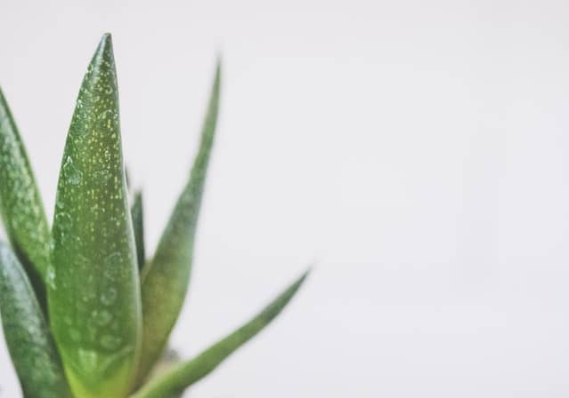 Aloe vera plant 